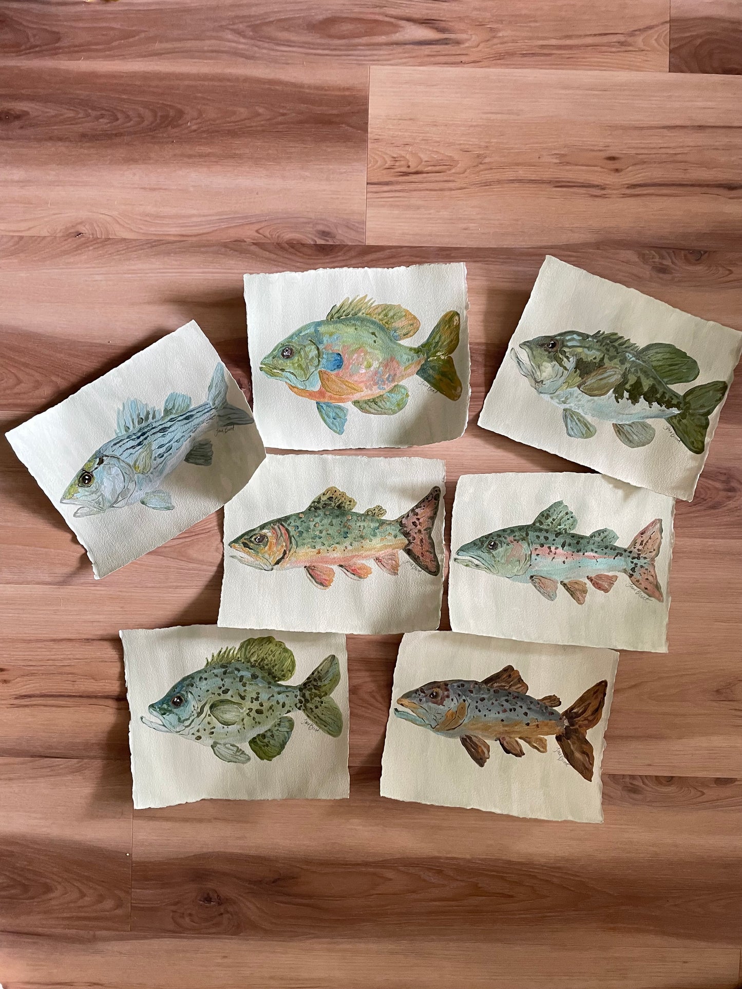 Rainbow Trout on paper