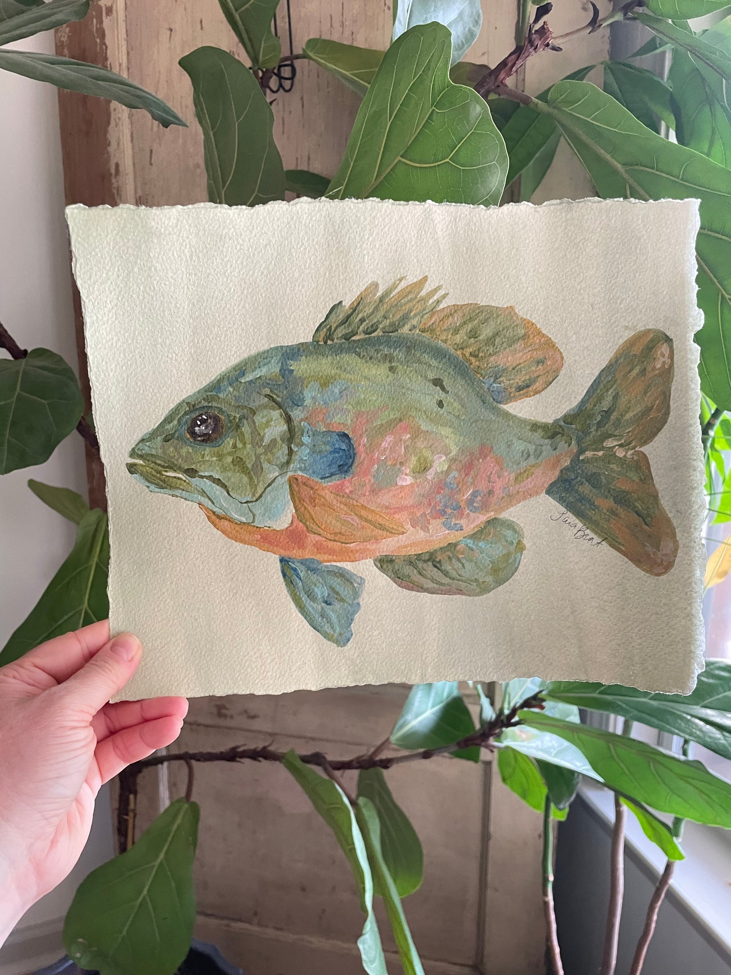 Bluegill Brim on paper
