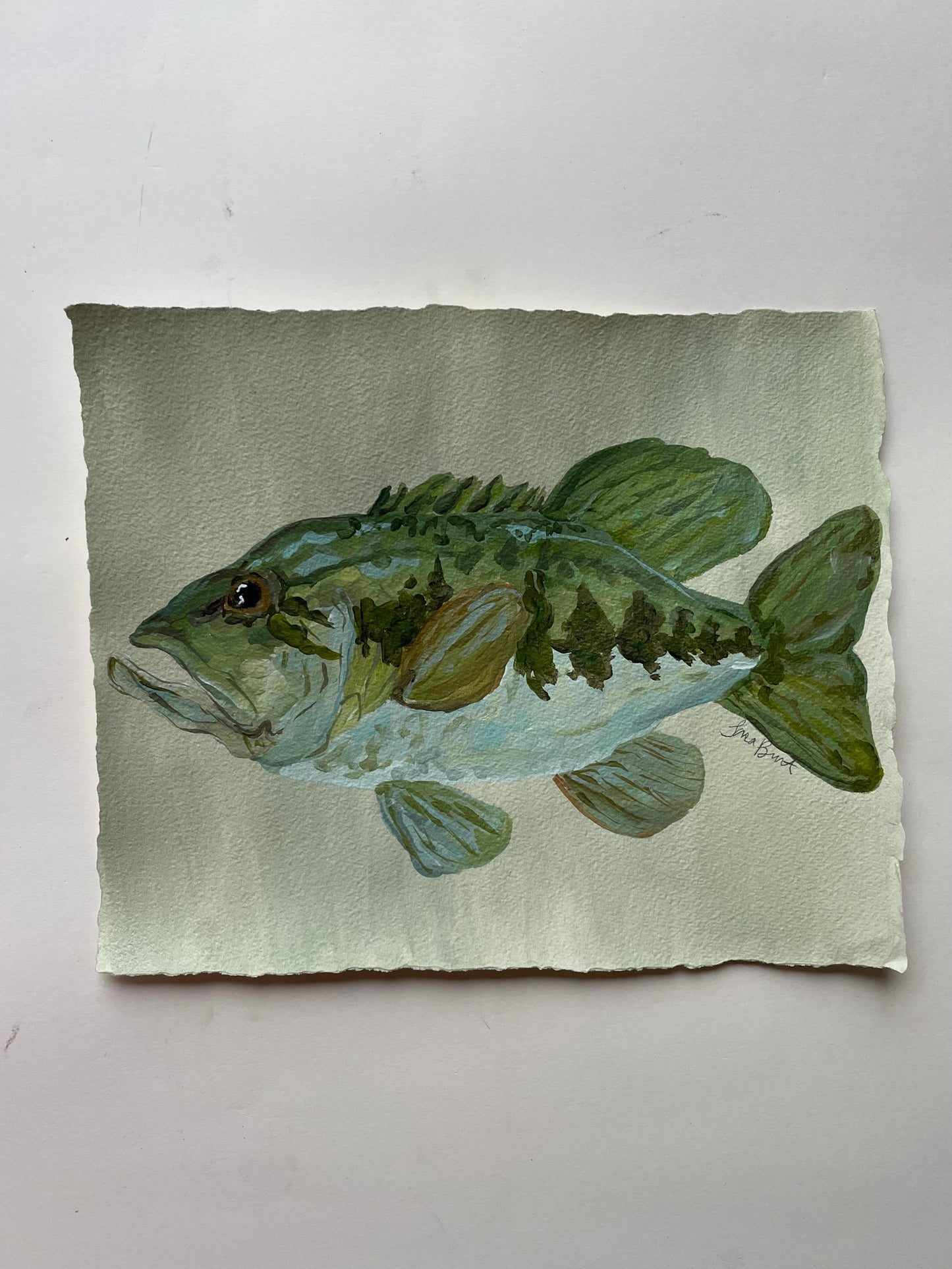 Large Mouth Bass on paper