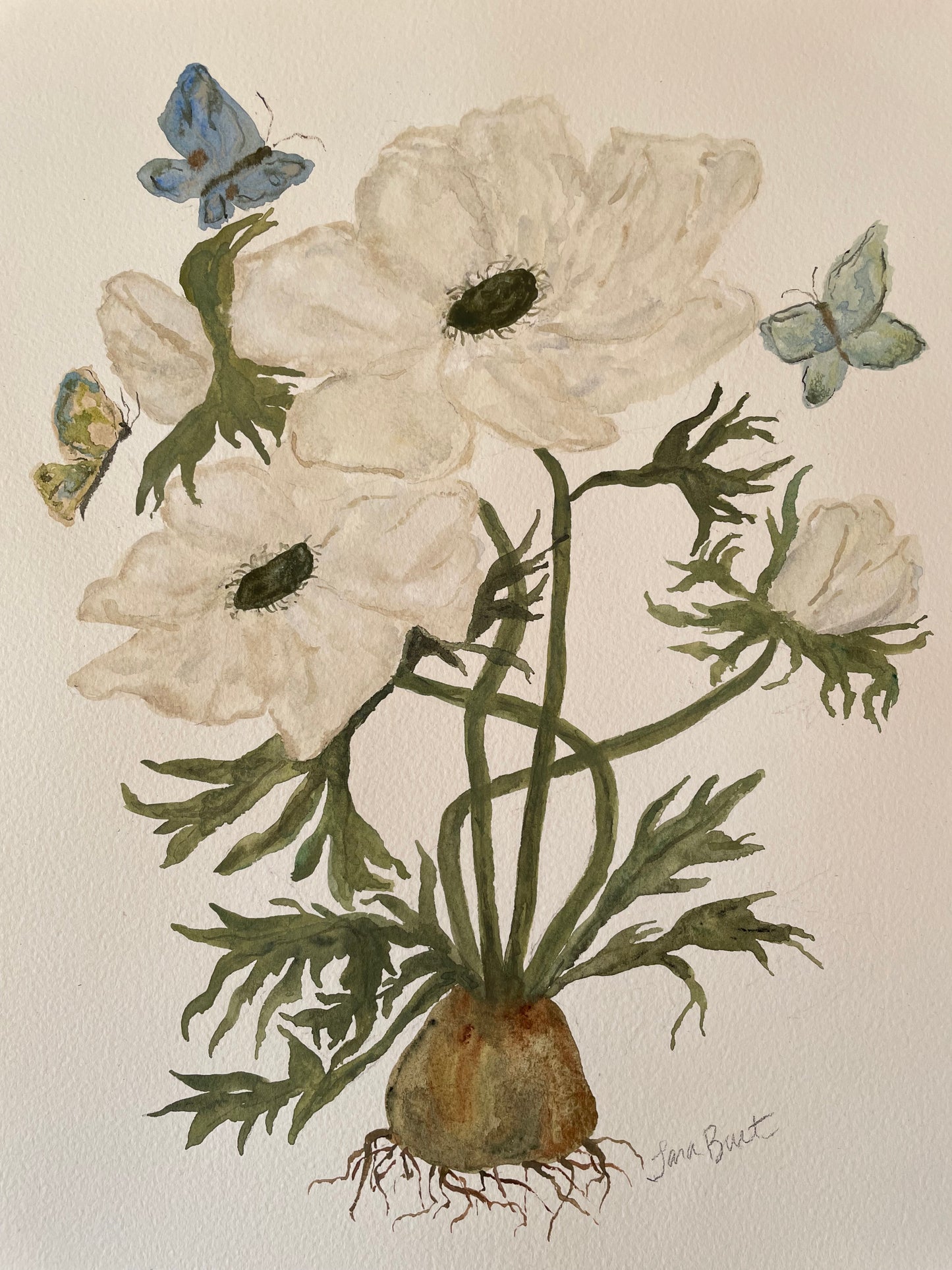 White Anemone Botanical Watercolor Painting