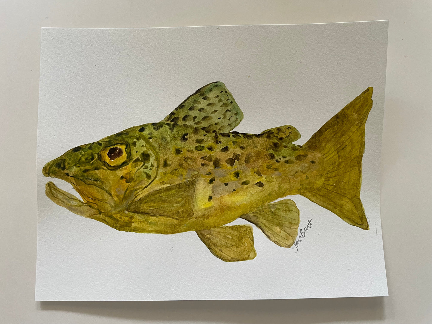 Brown Trout watercolor