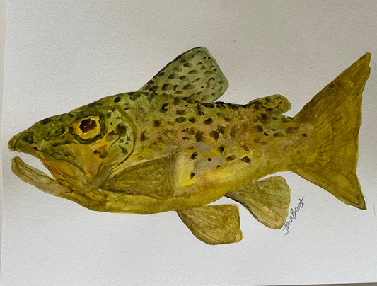 Brown Trout watercolor