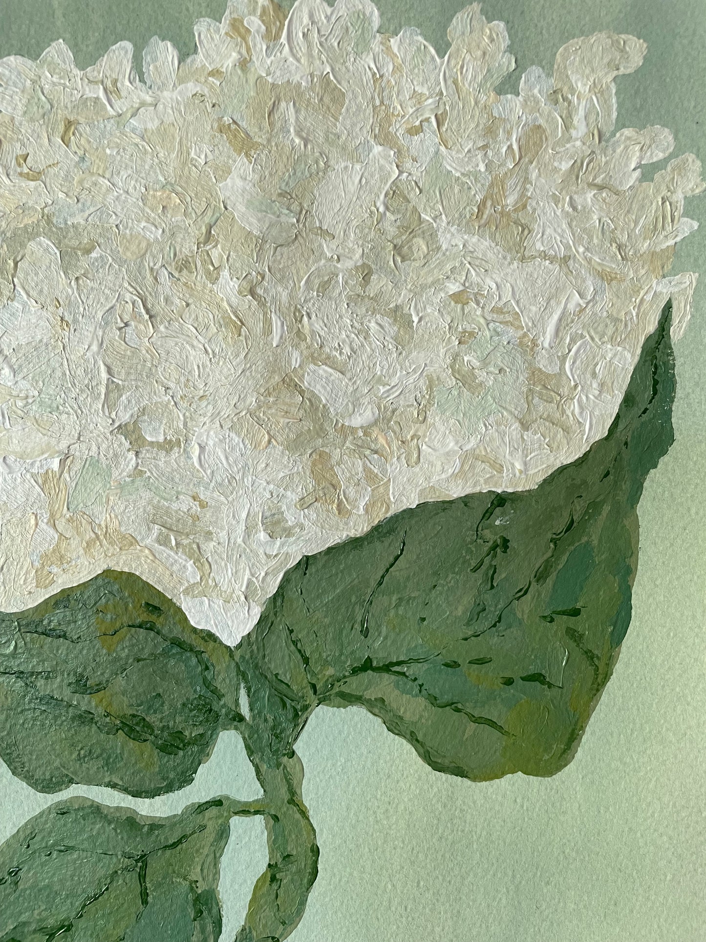 11x14 White Hydrangea on soft blue green paper no. 1