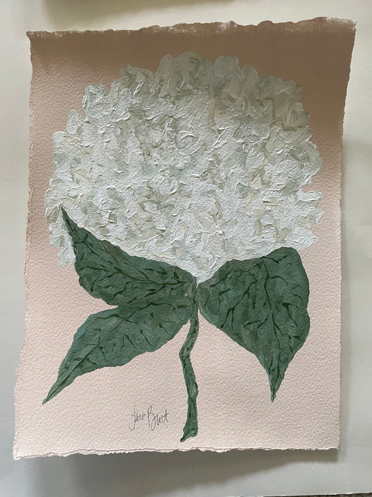 White Hydrangea on Pink no 2