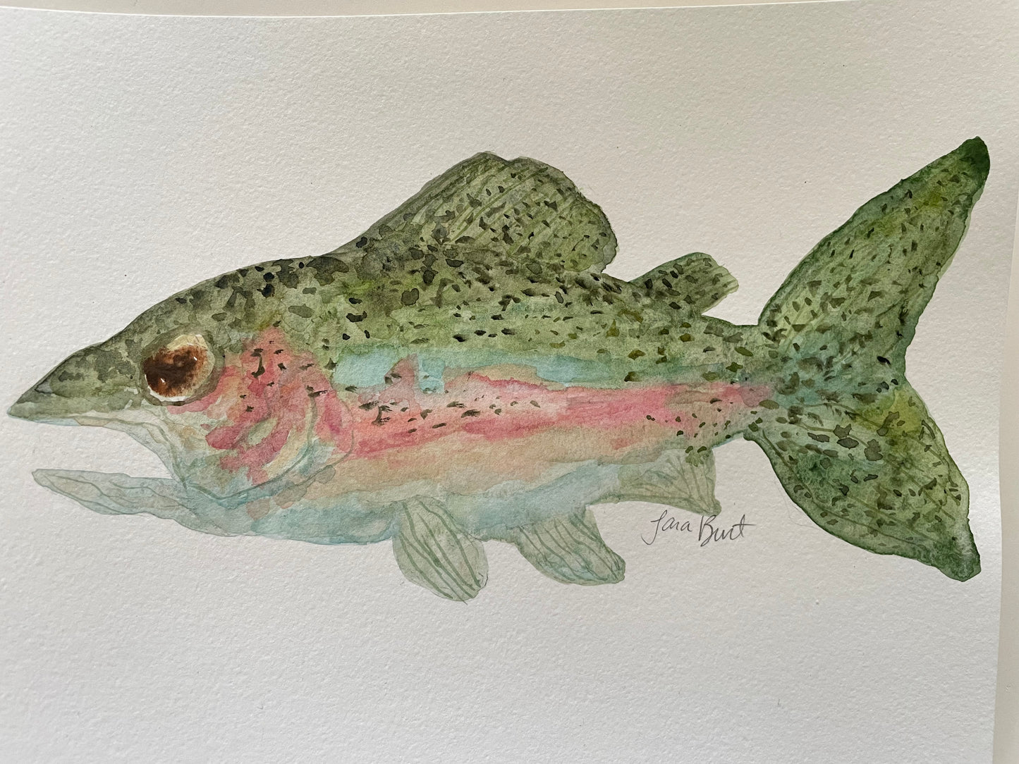 Rainbow Trout Fish watercolor