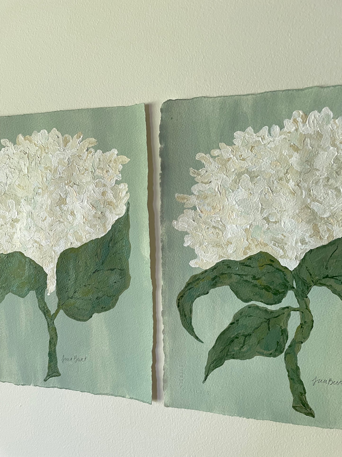 11x14 White Hydrangea on soft blue green paper no. 2