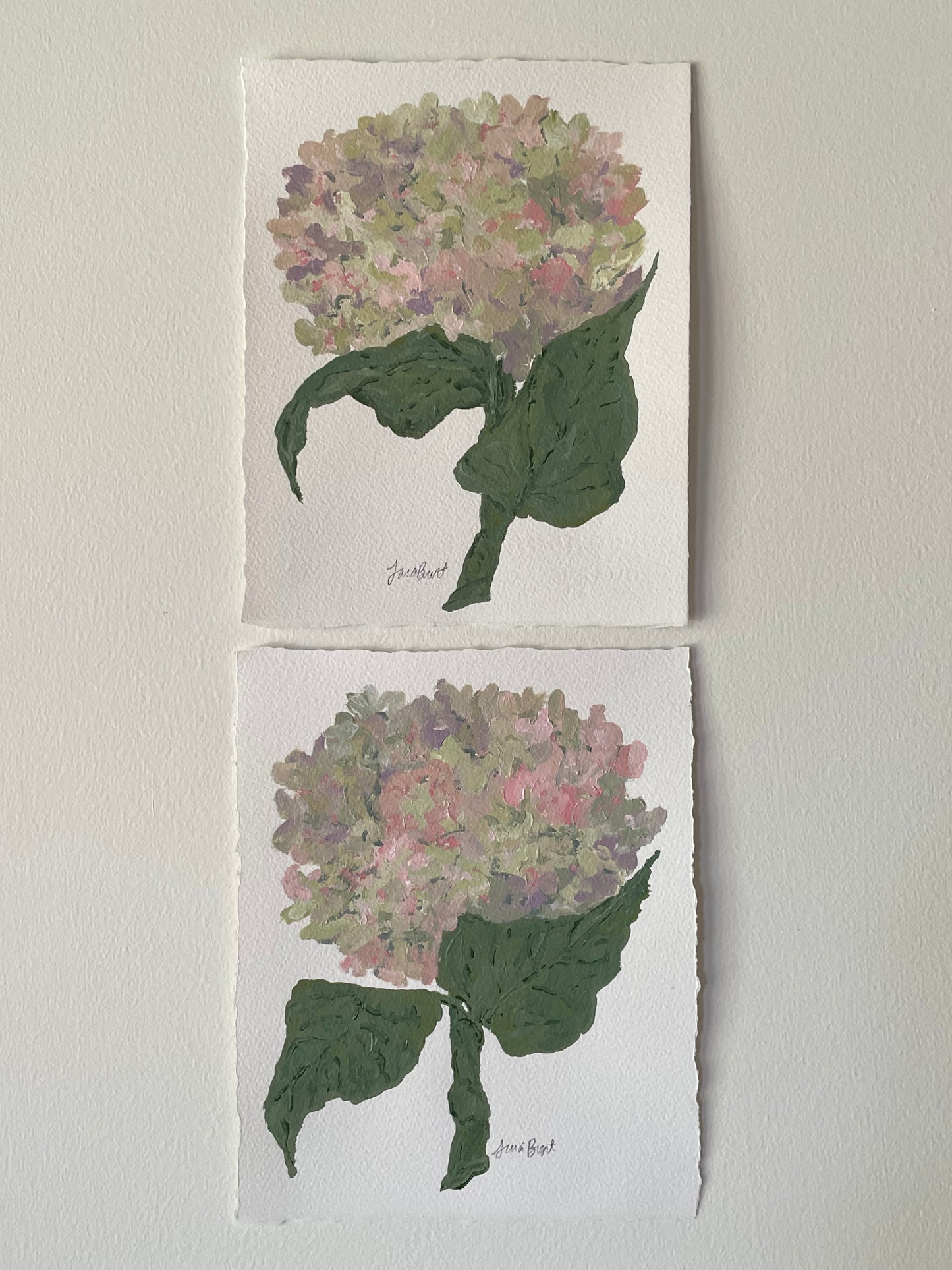 8x10 pink & purple hydrangea on plain paper no. 2