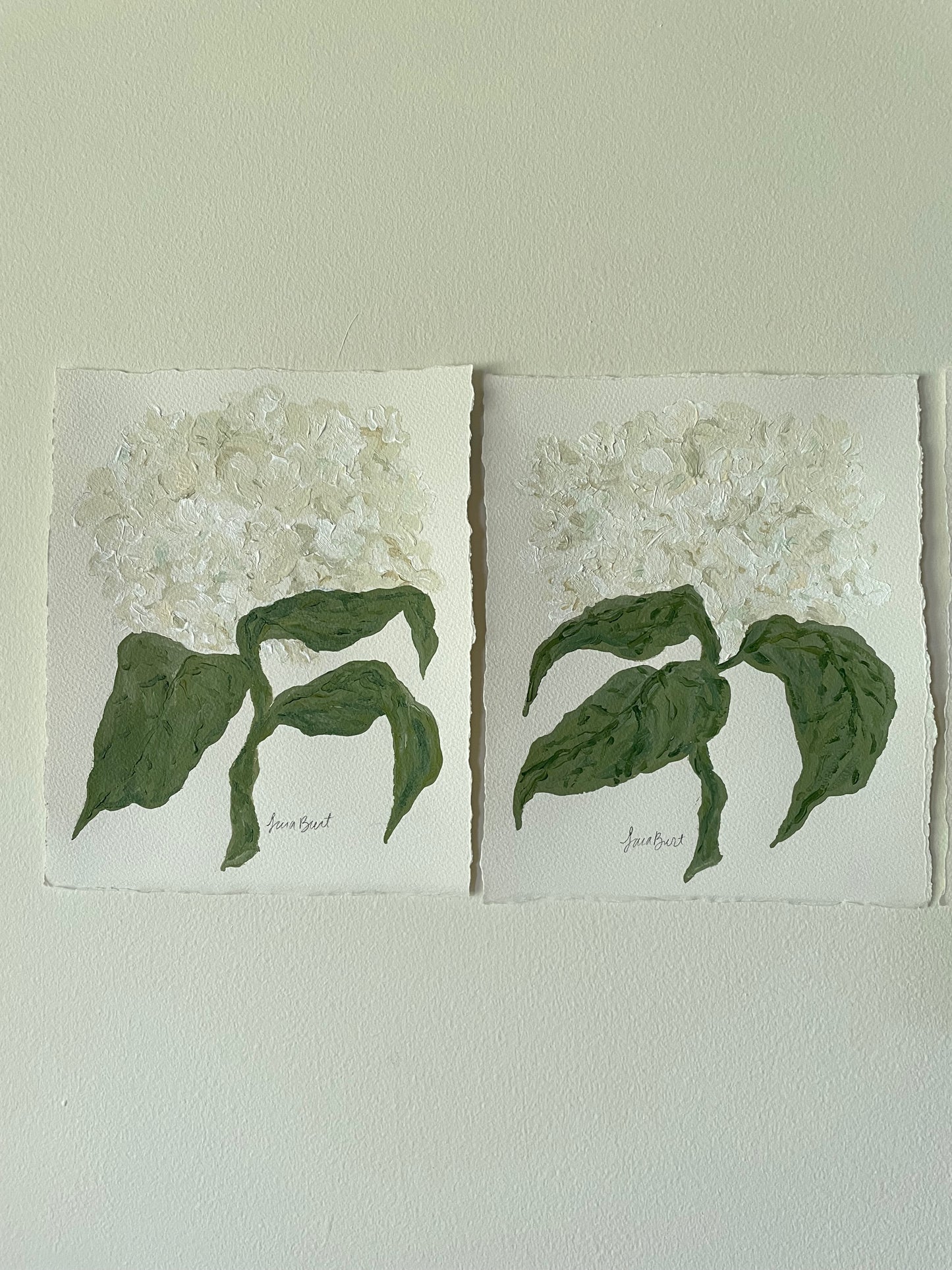 8x10 White Hydrangea on plain paper no. 3