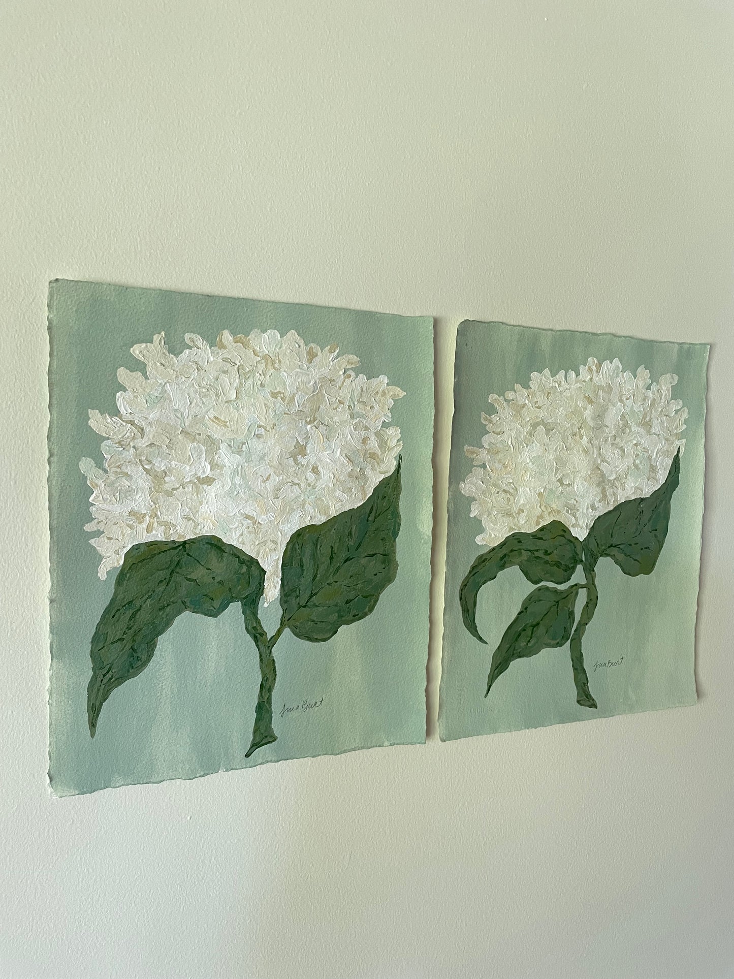 11x14 White Hydrangea on soft blue green paper no. 2