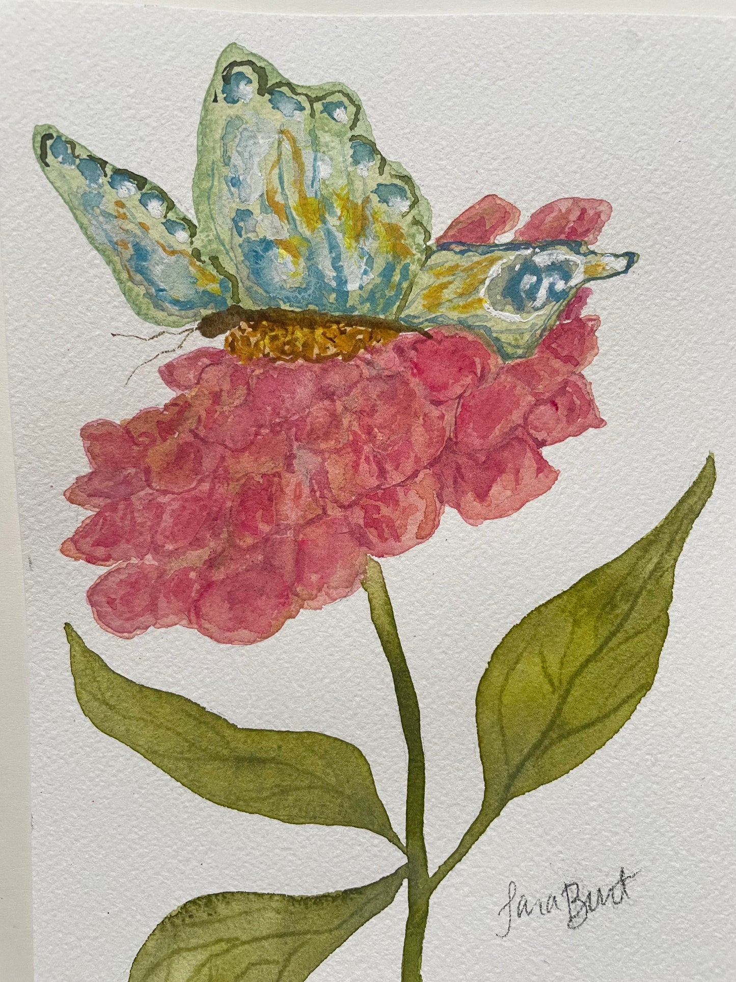 Butterfly on Zinnia