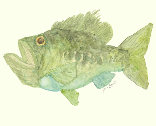 Bass Fish Print