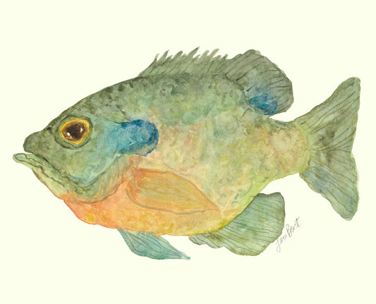 Bluegill Fish Print