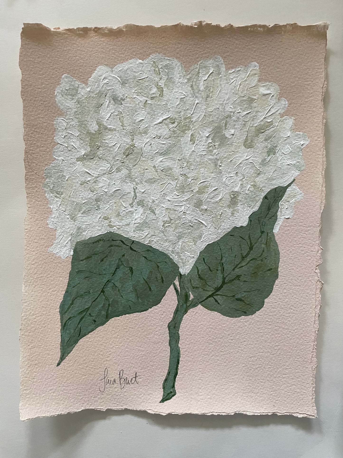 White Hydrangea on Pink no 1