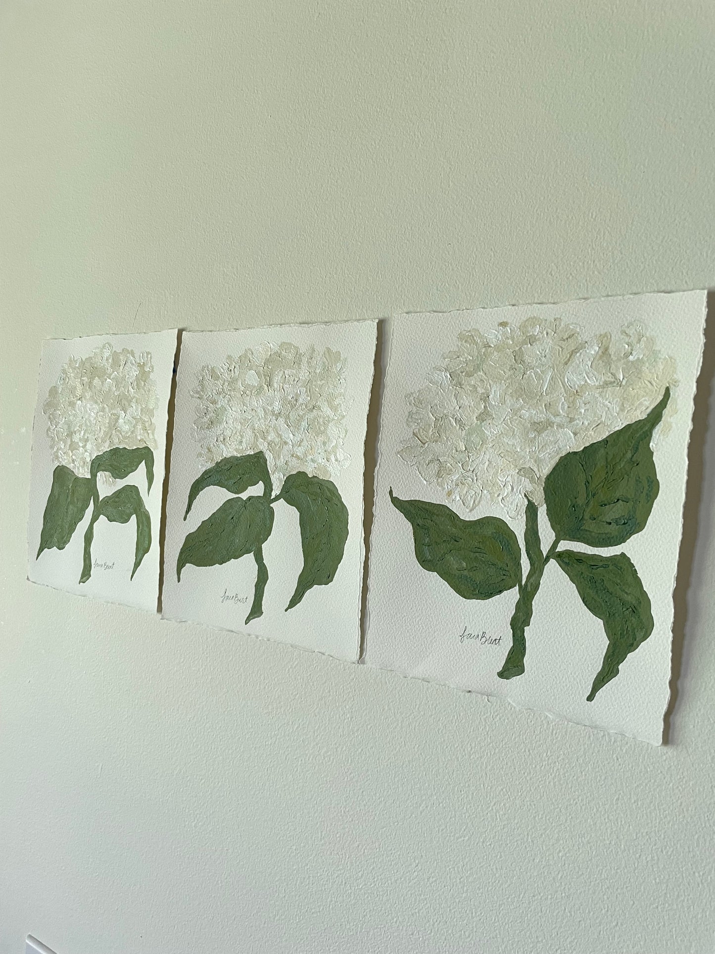 8x10 White Hydrangea on plain paper no. 1