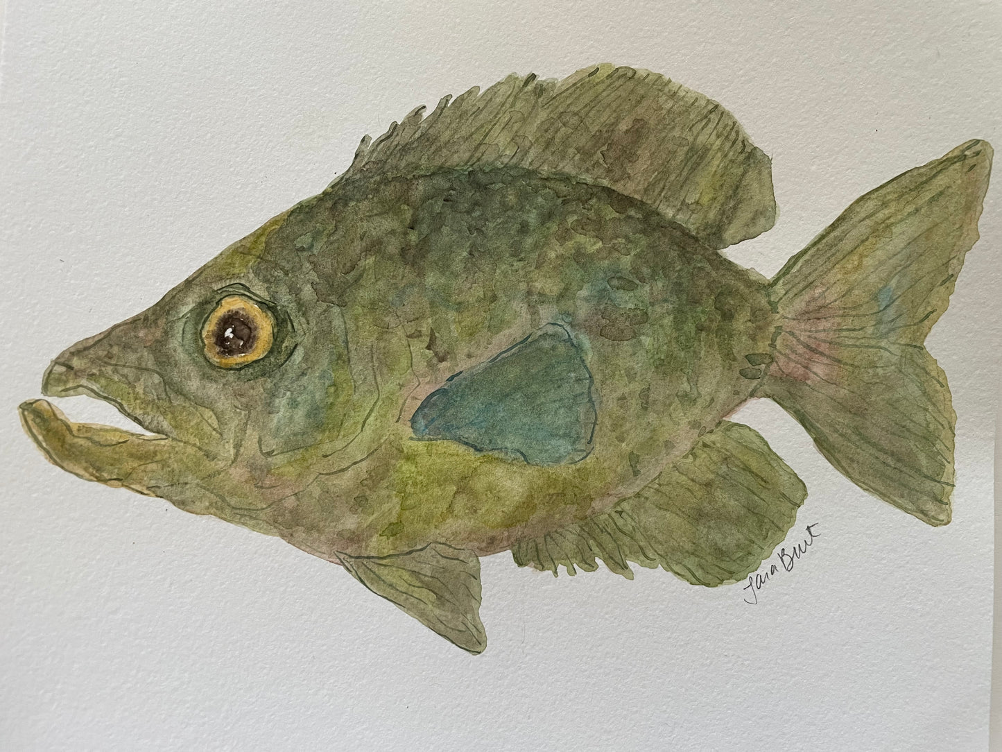 Crappie Fish watercolor