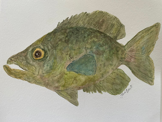 Crappie Fish watercolor