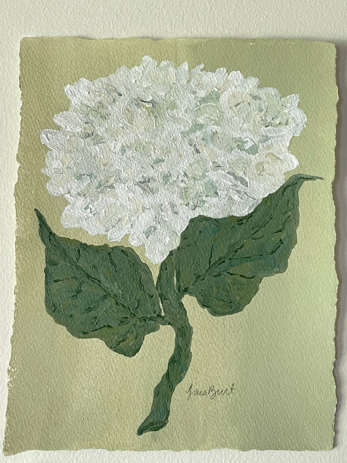 8x10 White Hydrangea on green paper no. 2