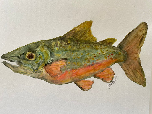 Brook Trout watercolor
