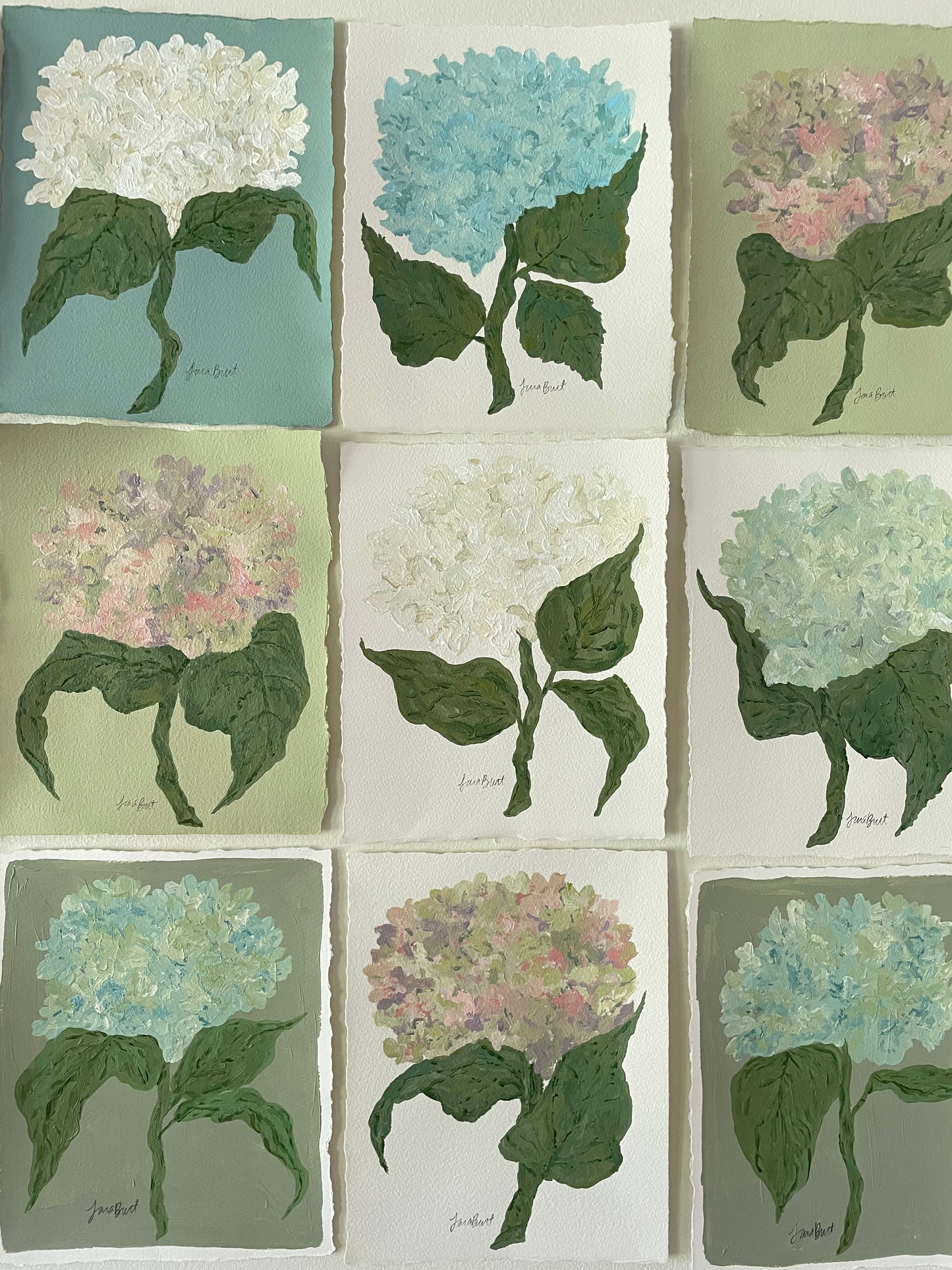 8x10 White Hydrangea on plain paper no. 1