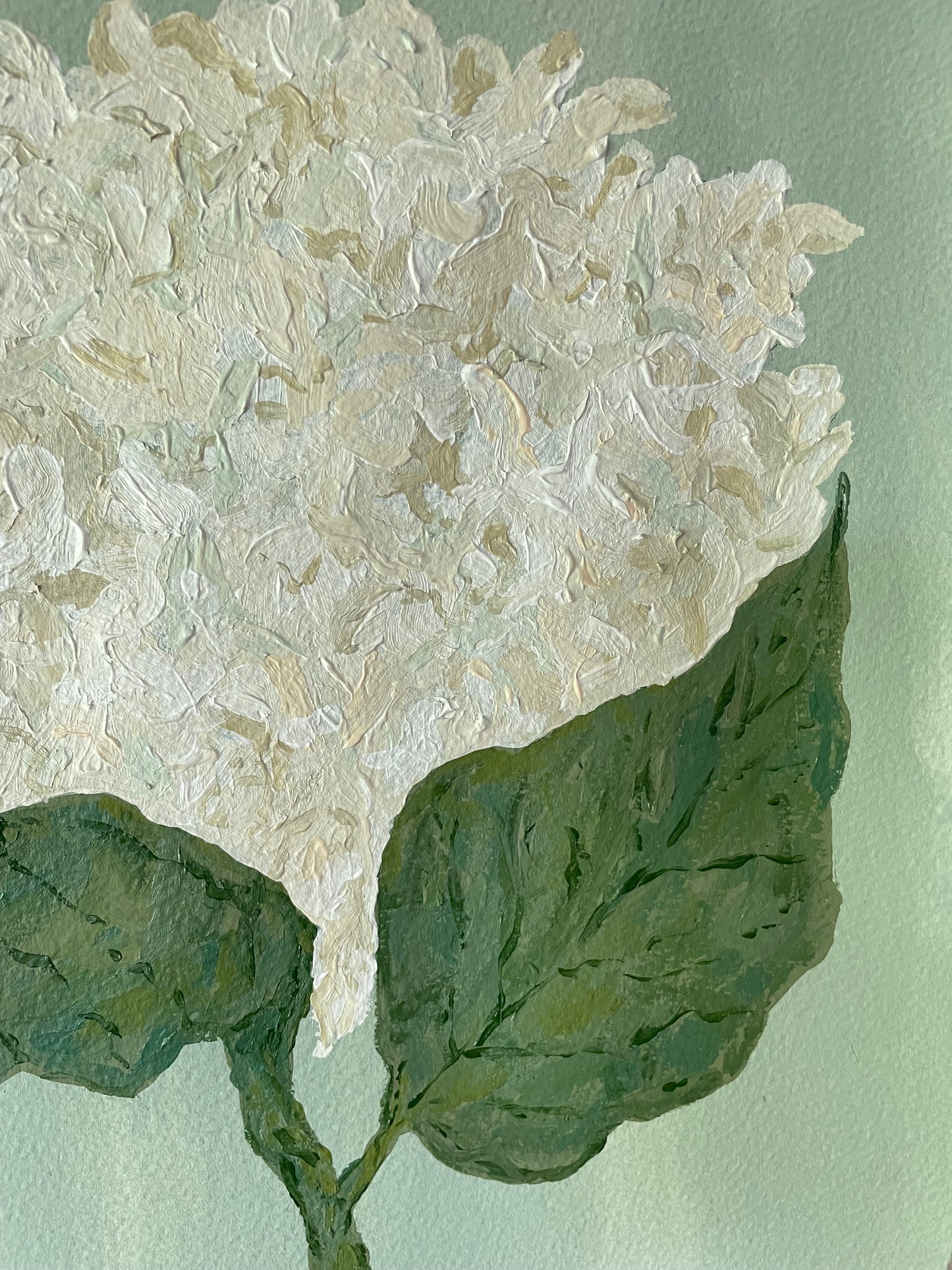 11x14 White Hydrangea on soft blue green paper no. 2