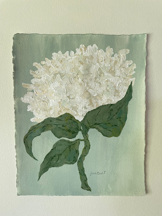 11x14 White Hydrangea on soft blue green paper no. 1