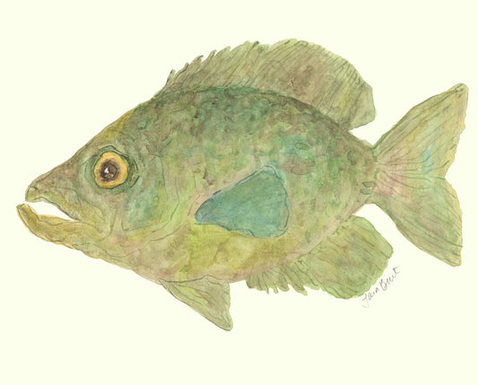 Crappie Fish Print