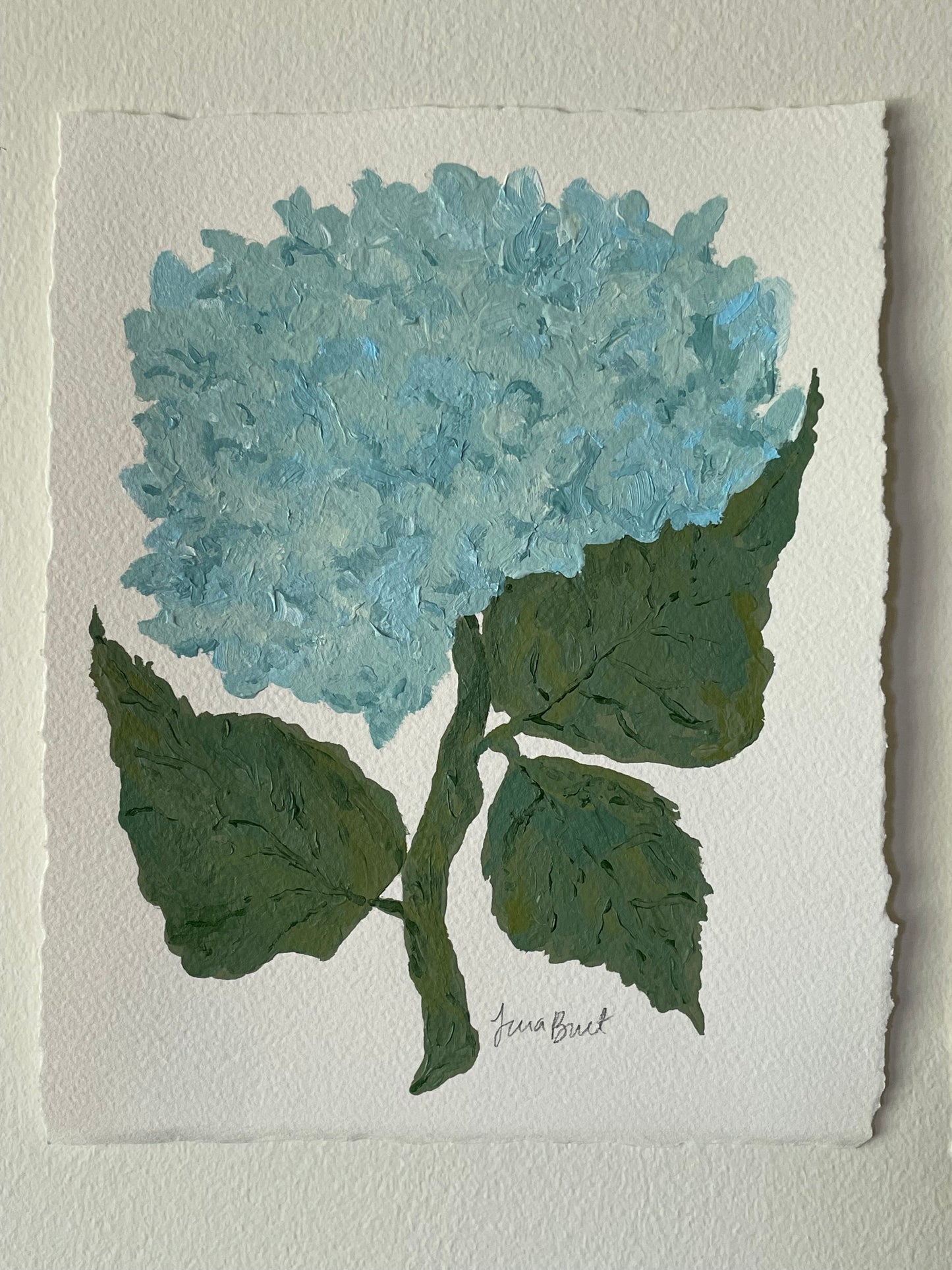 8x10 Blue Hydrangea on plain paper no. 1