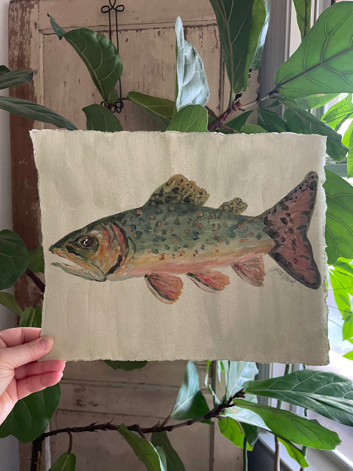 Brook Trout on paper