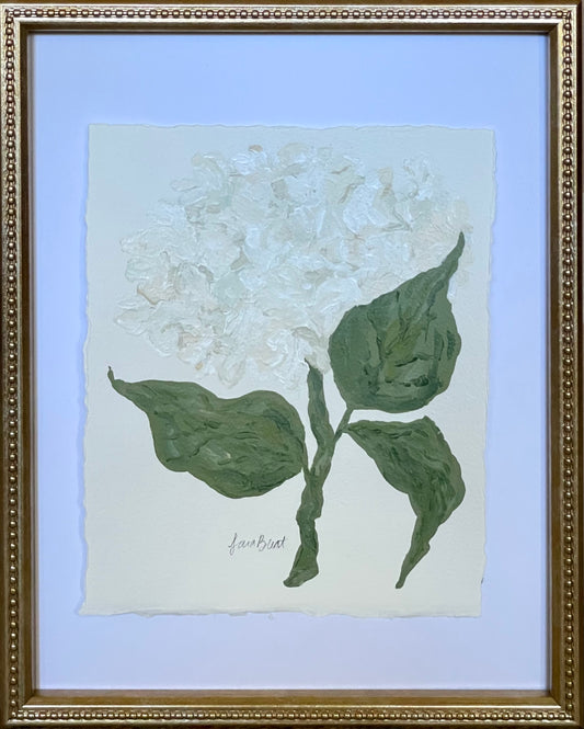 White Hydrangea no. 1