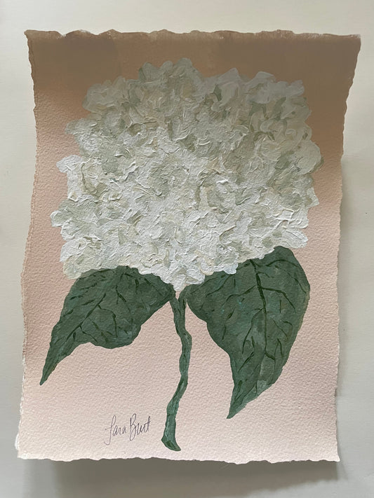 White Hydrangea on Pink no 3