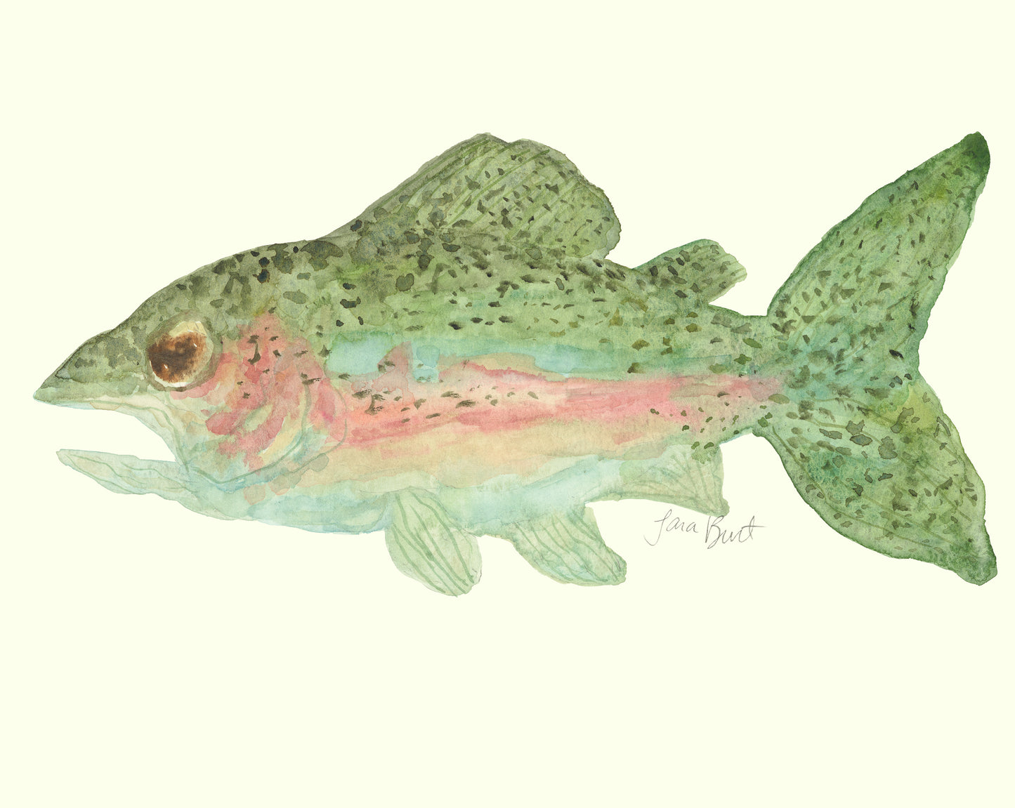 Rainbow Trout Print
